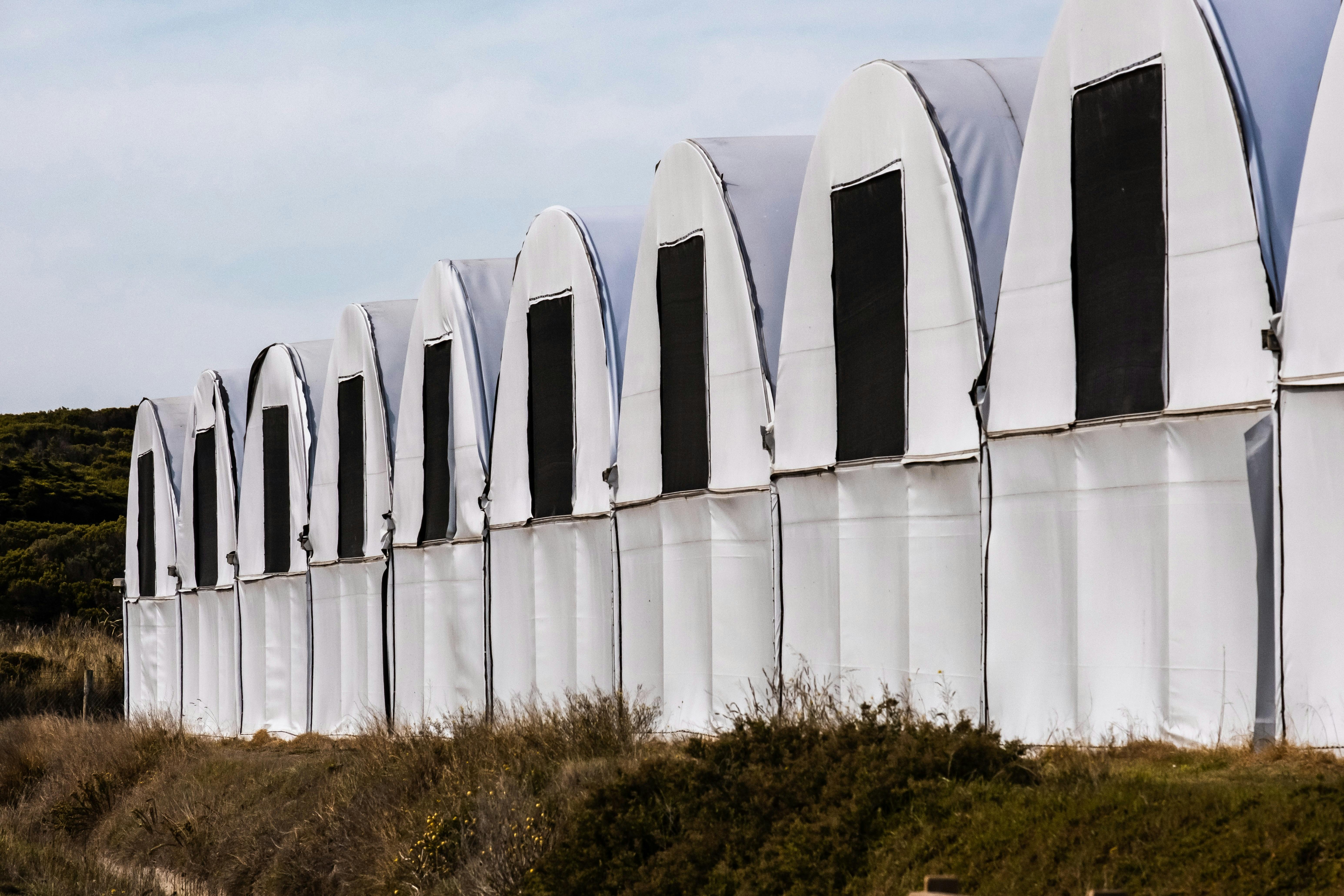 Dark sheds housing tiger abalone