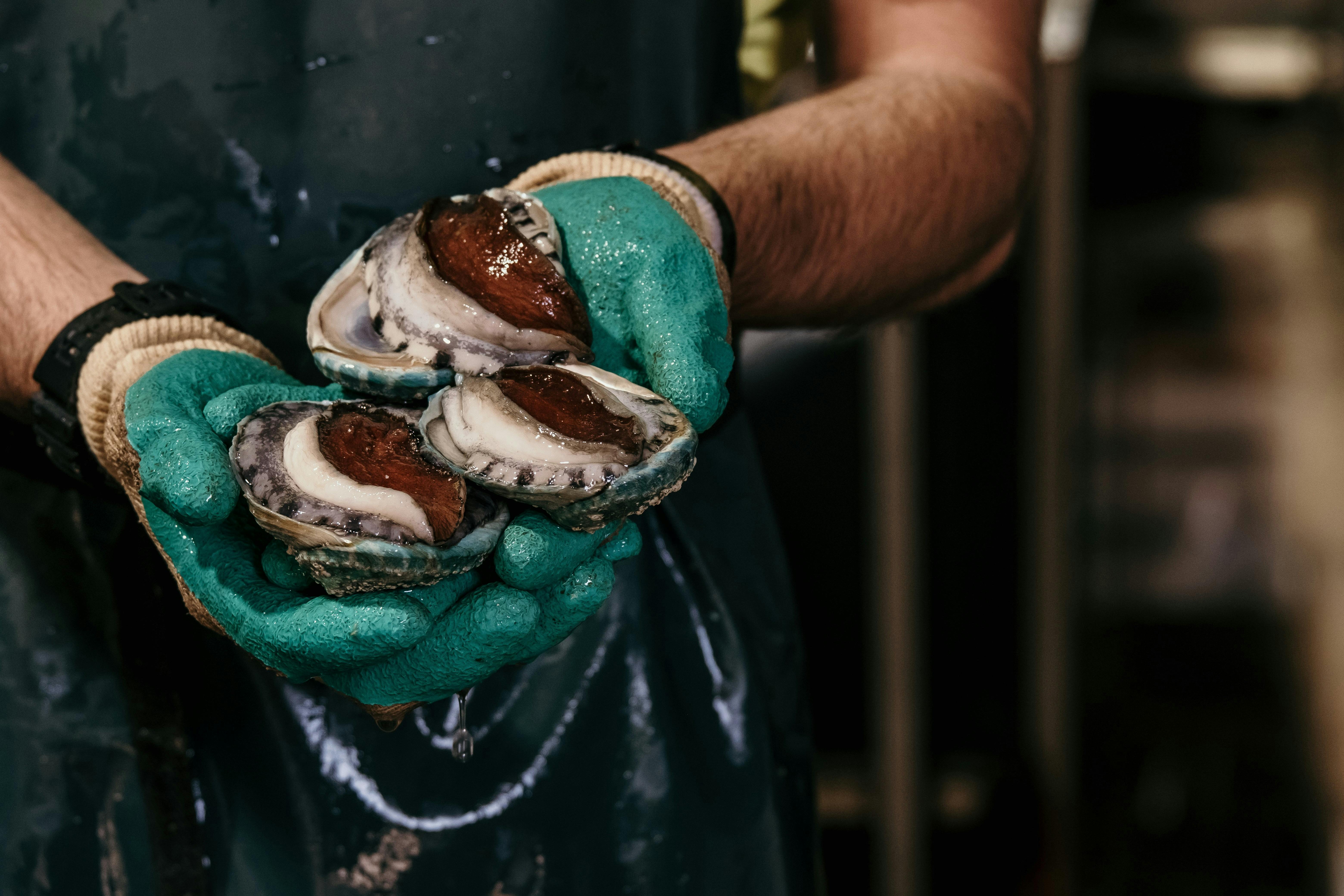 Tiger abalone, grown at Port Fairy