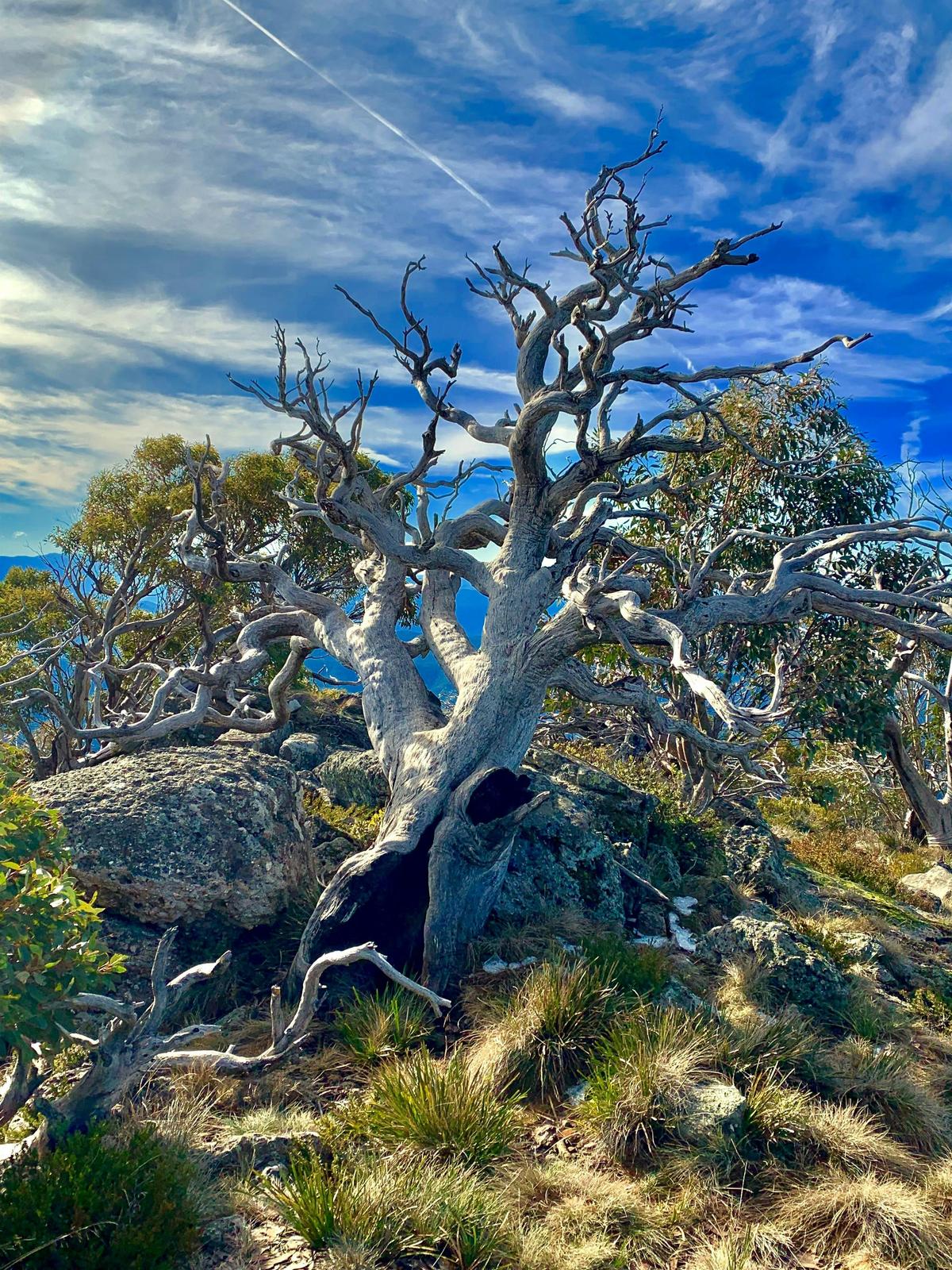 Mt Cobbler