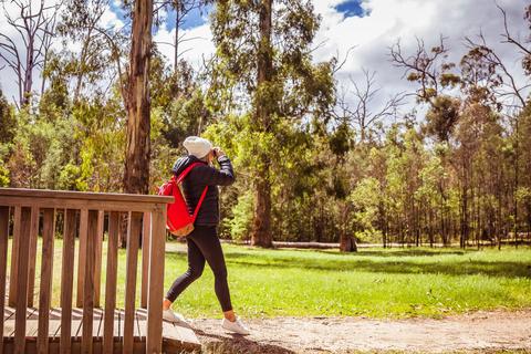 Mount Disappointment State Forest
