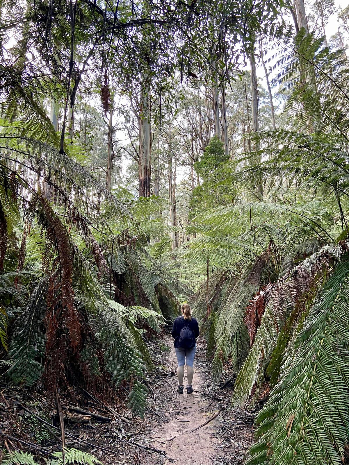 Myrtle Gully Circuit