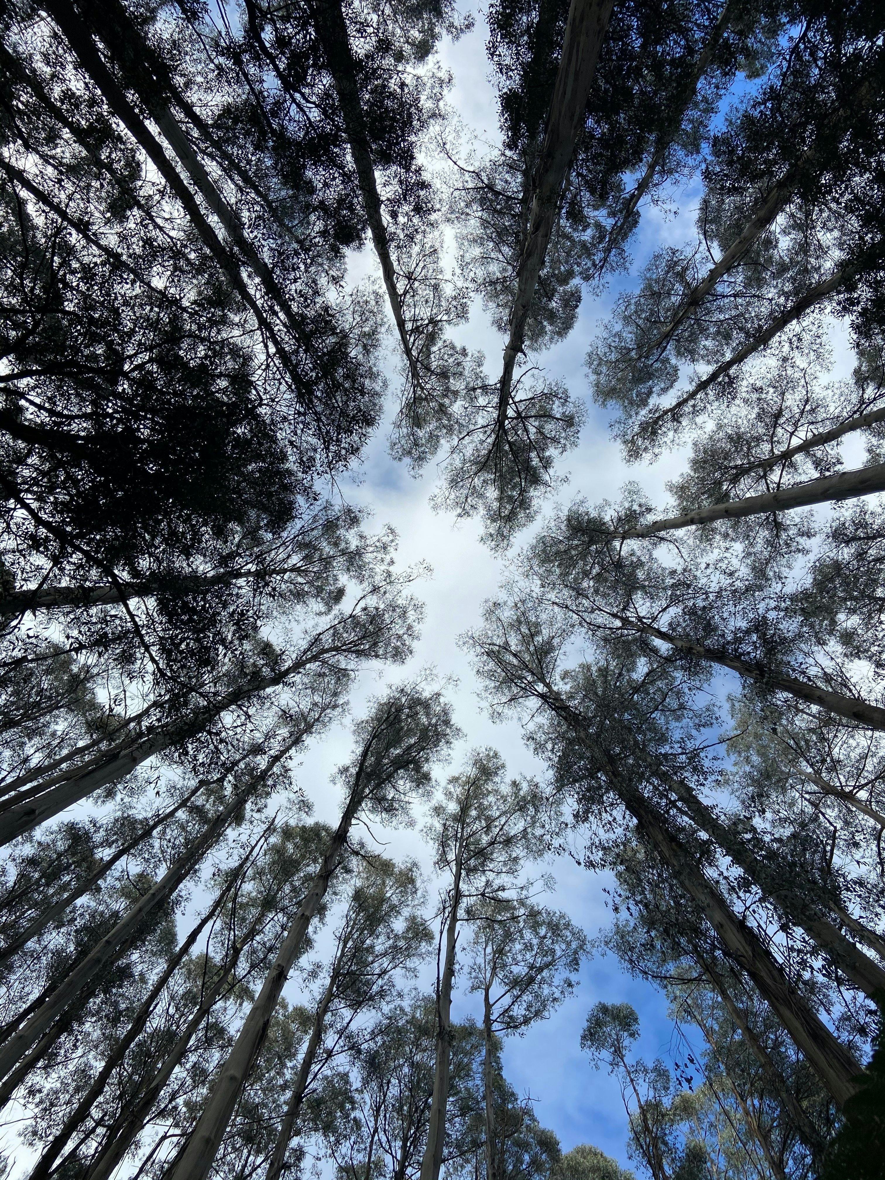 Myrtle Gully Circuit