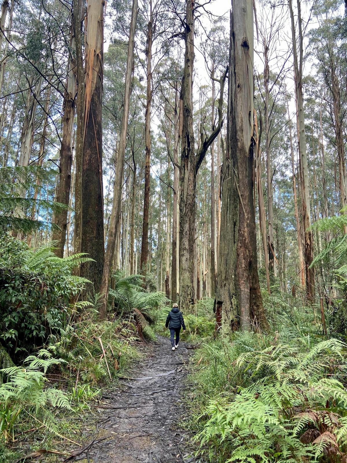Myrtle Gully Circuit