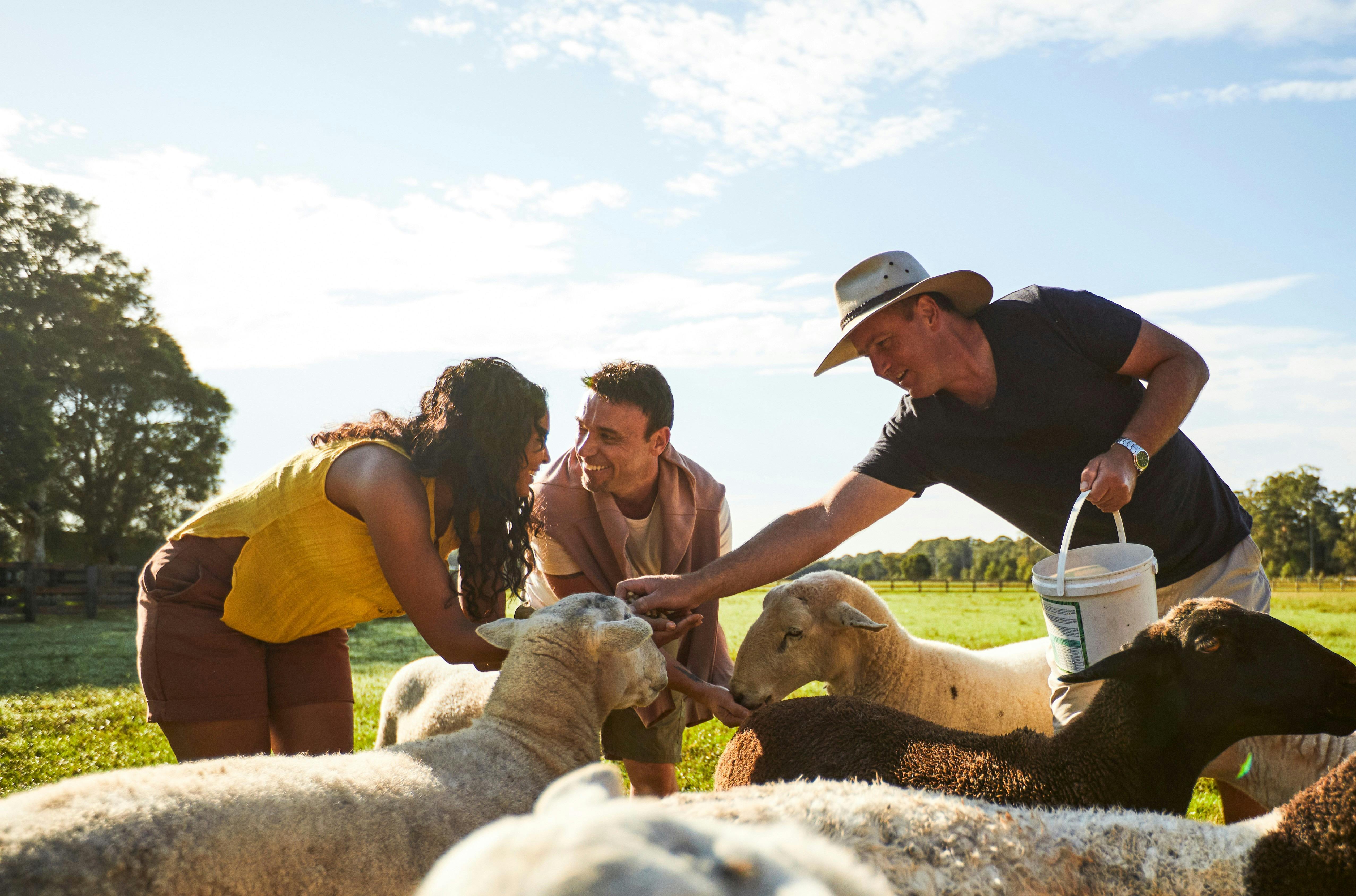 Meeting our wiltipoll sheep