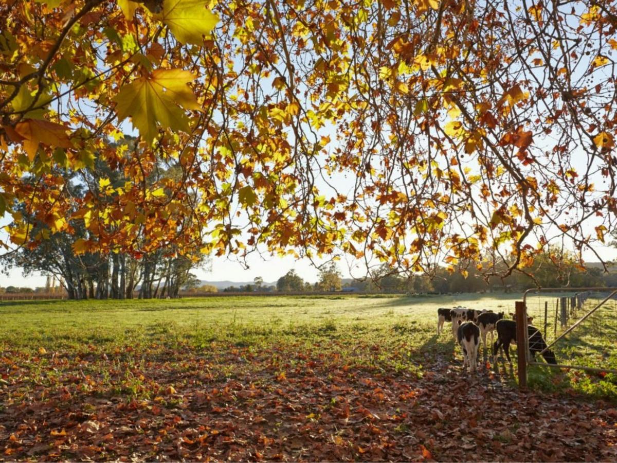 Autumn day in Moyhu