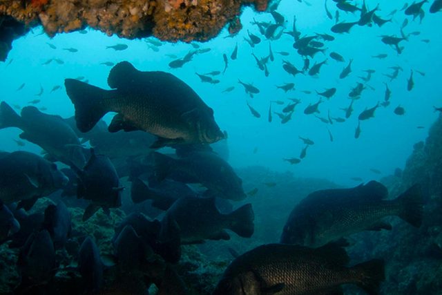 Julian Rocks Nguthungulli Nature Reserve