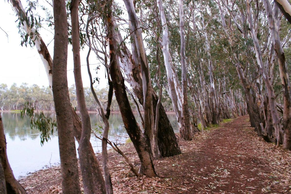 Nhill Lake walking trail