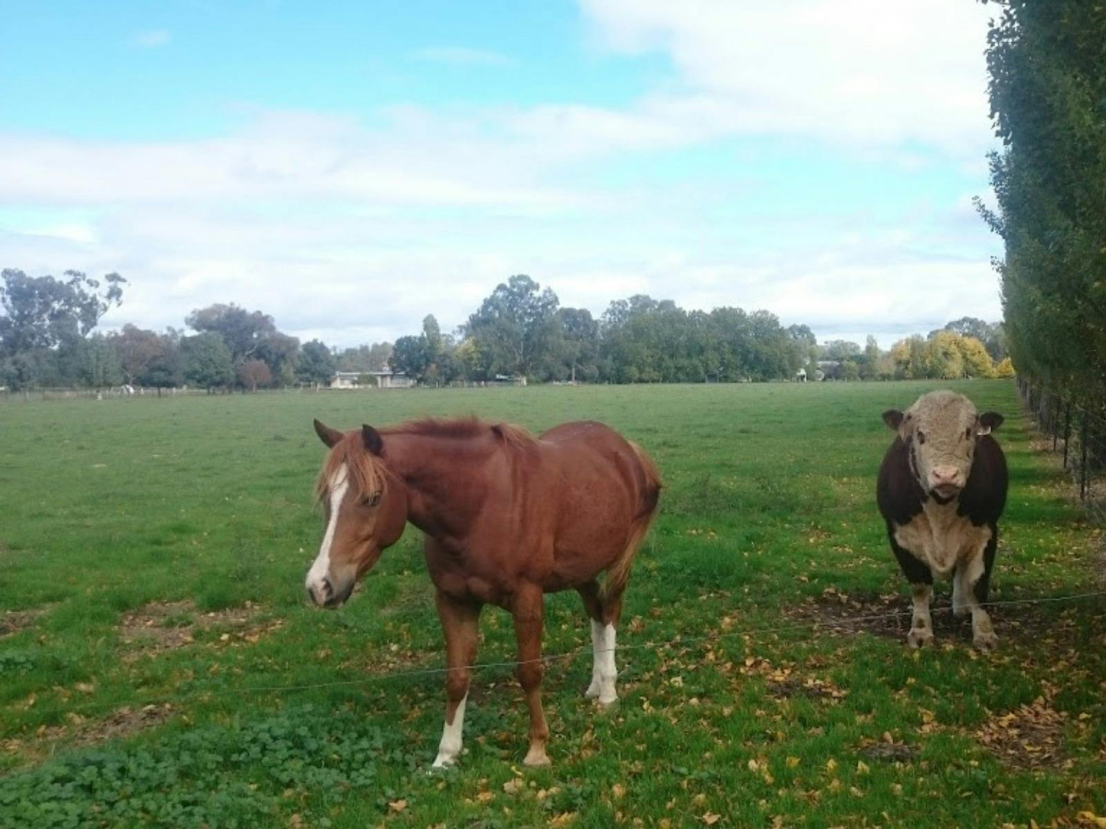 Horse and cow grazing on the Oxley Recreation Reserve