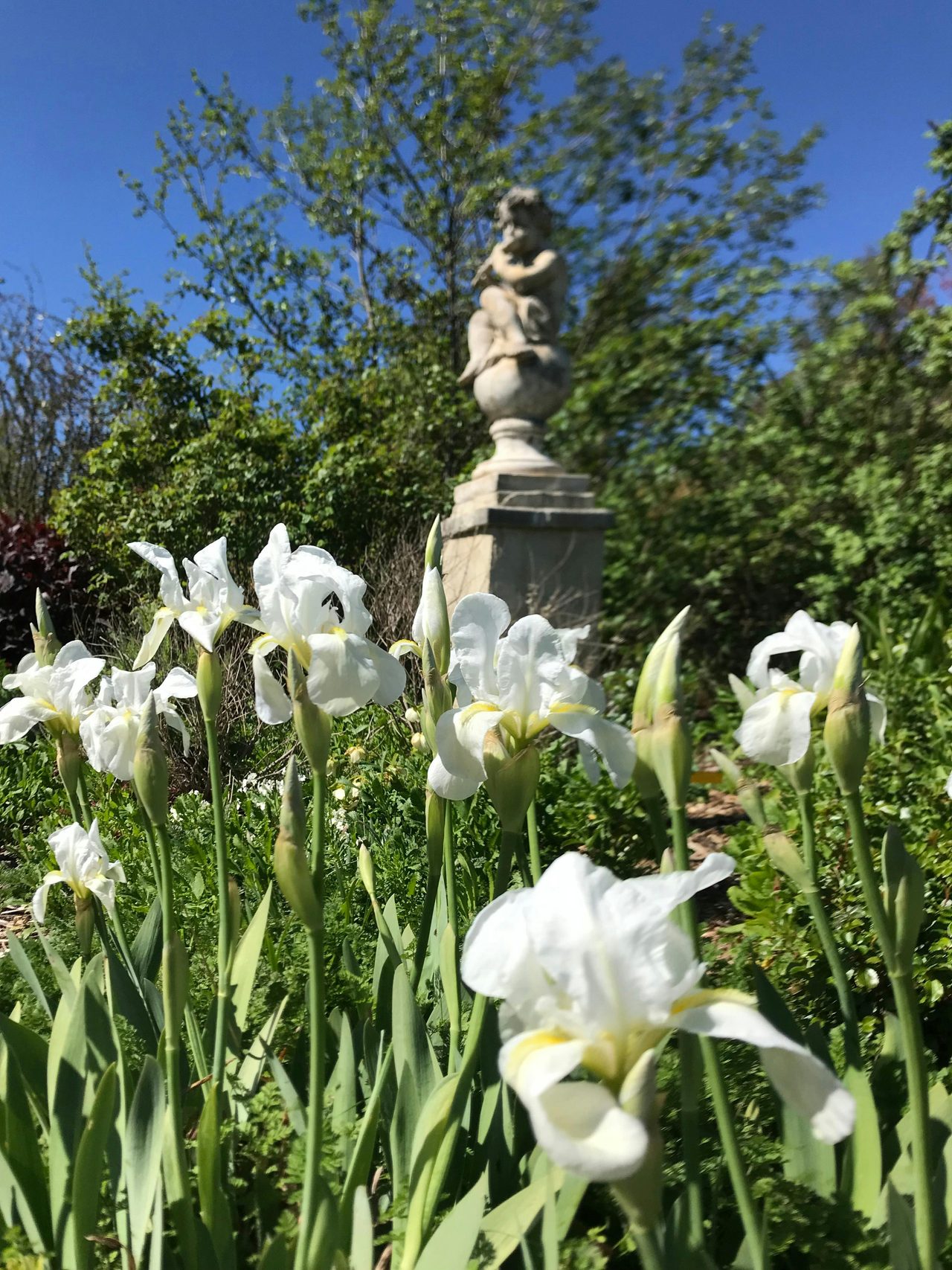 Iris in the white garden in spring.
