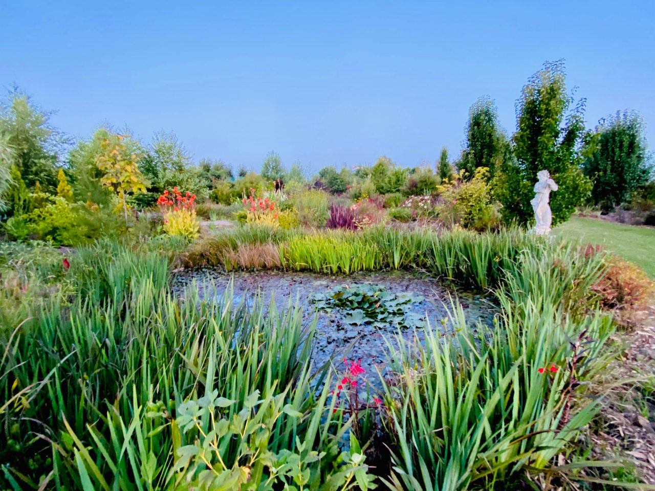 The pond gardens, surounded by beautiful water iris.