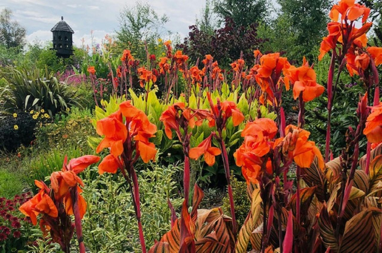 the long Border AKA the Baryy Manilow Border. this is a fun part of the garden full of colour.