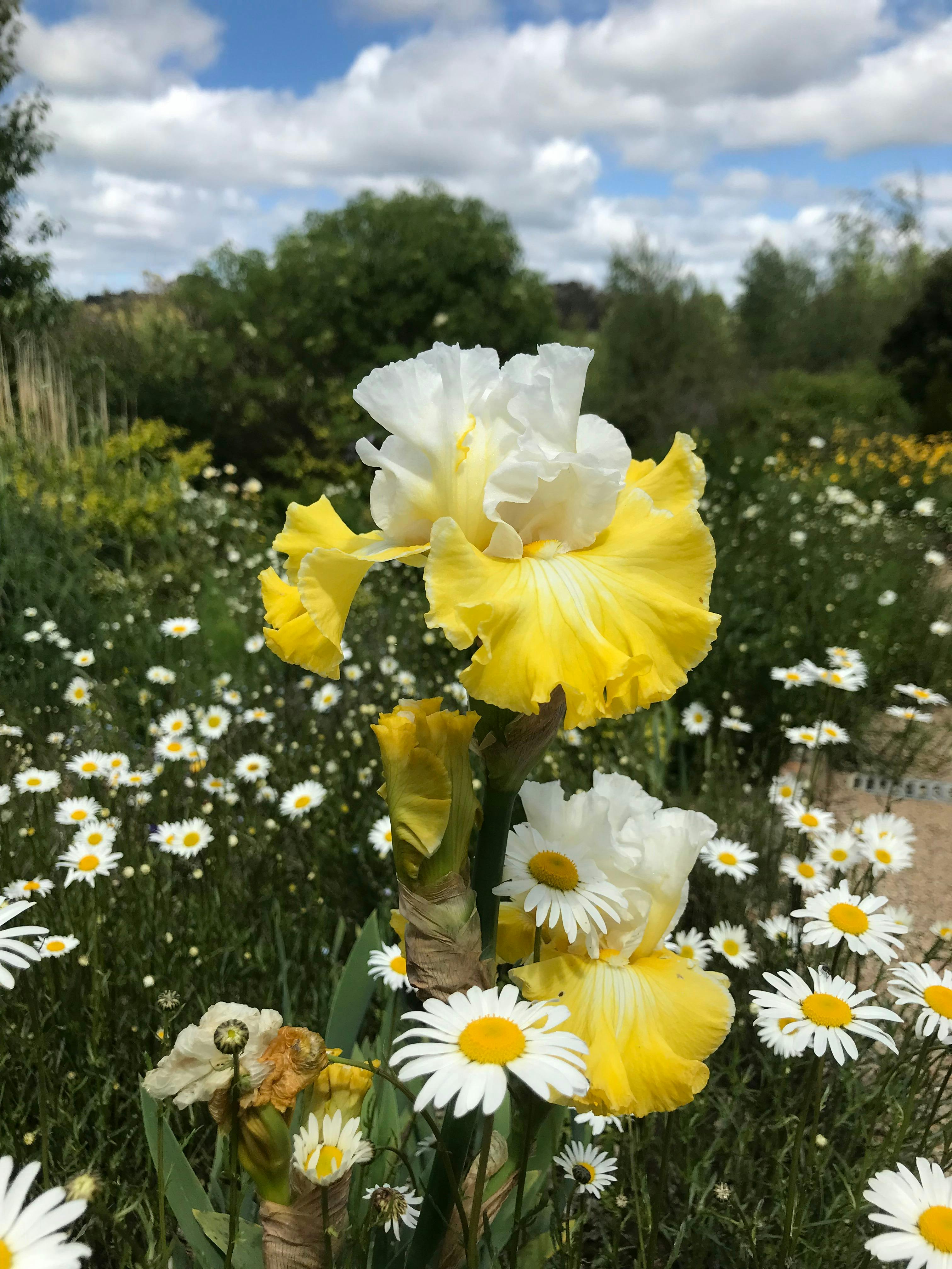 One of the hundreds of iris to be seen in the gardens at highfields in the spring.