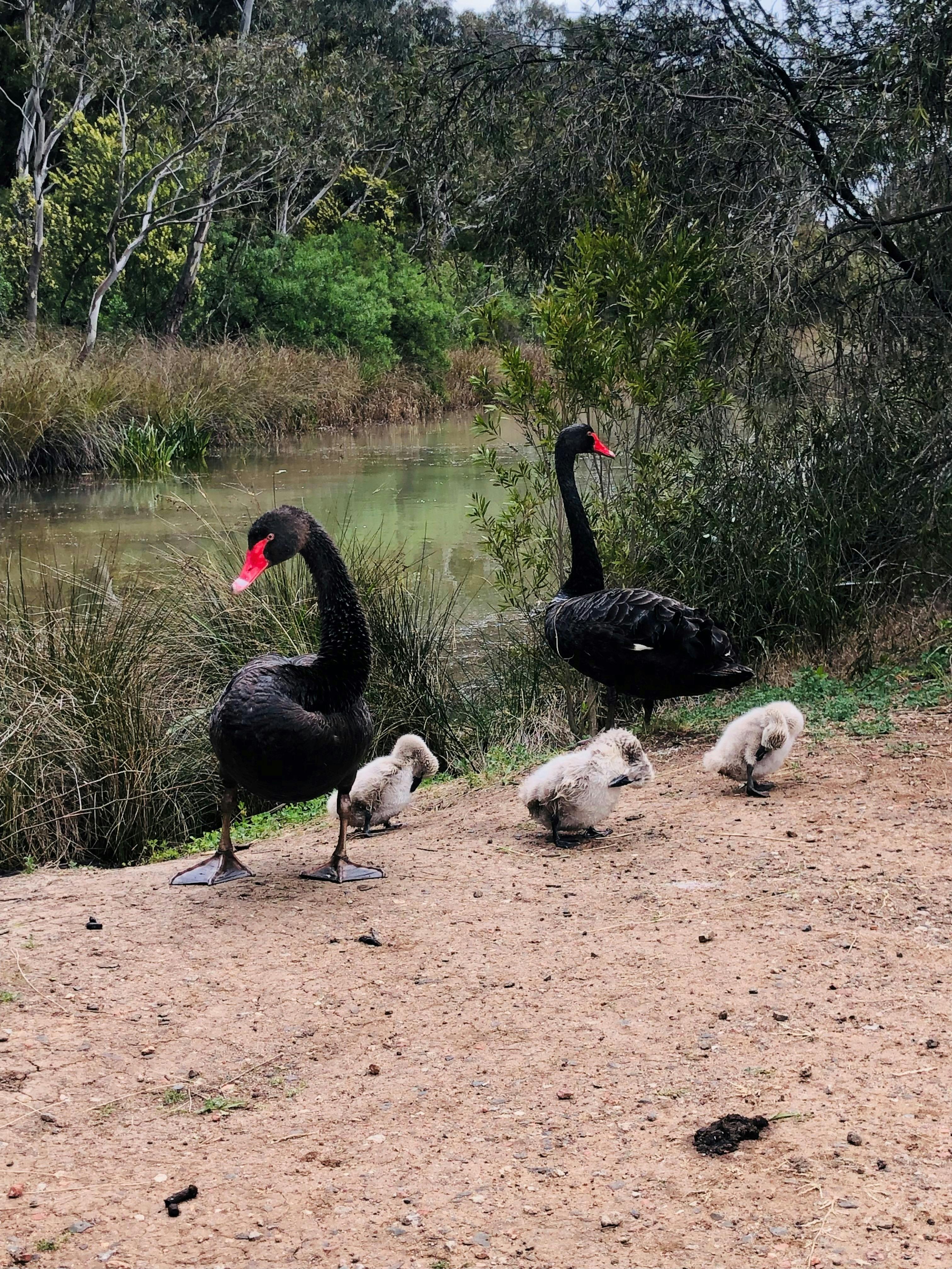 Swans at Newport Lakes