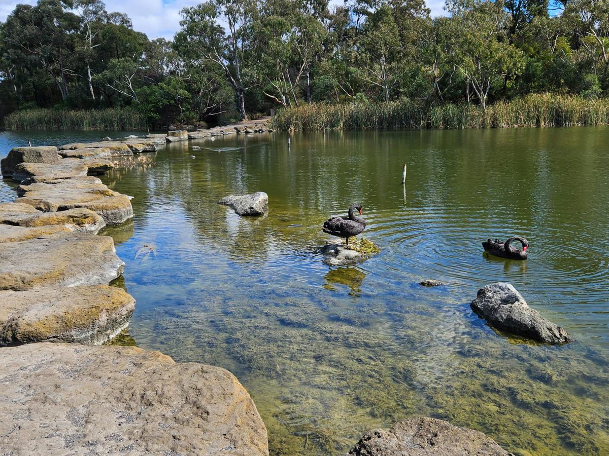 Swans near stepping stones at Neport Lakes