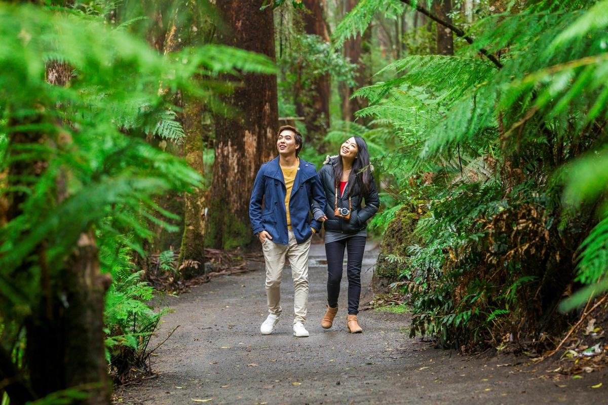 Otway Fly Treetop Adventures