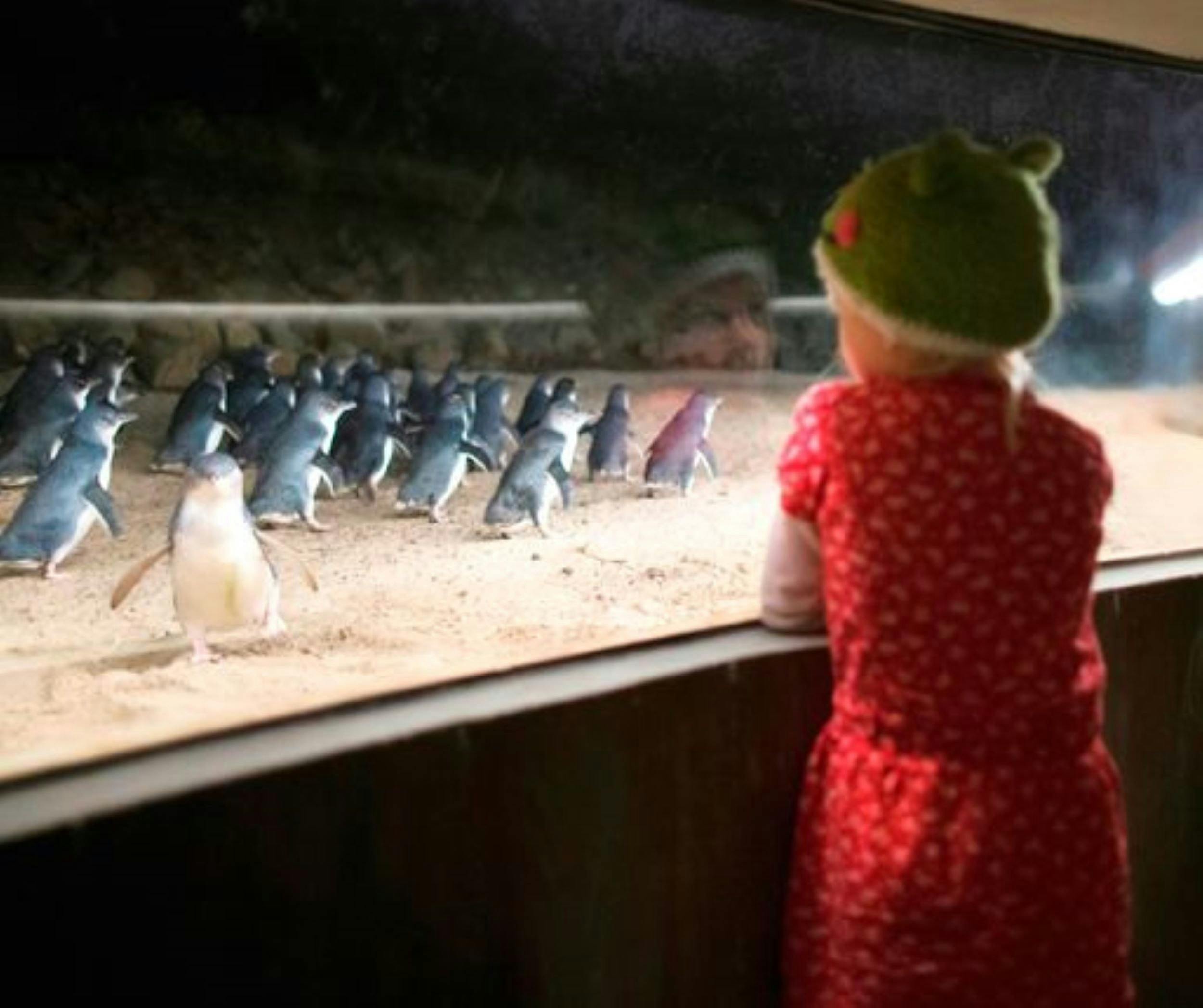 Phillip Island Nature Parks Penguin Parade Underground Viewing