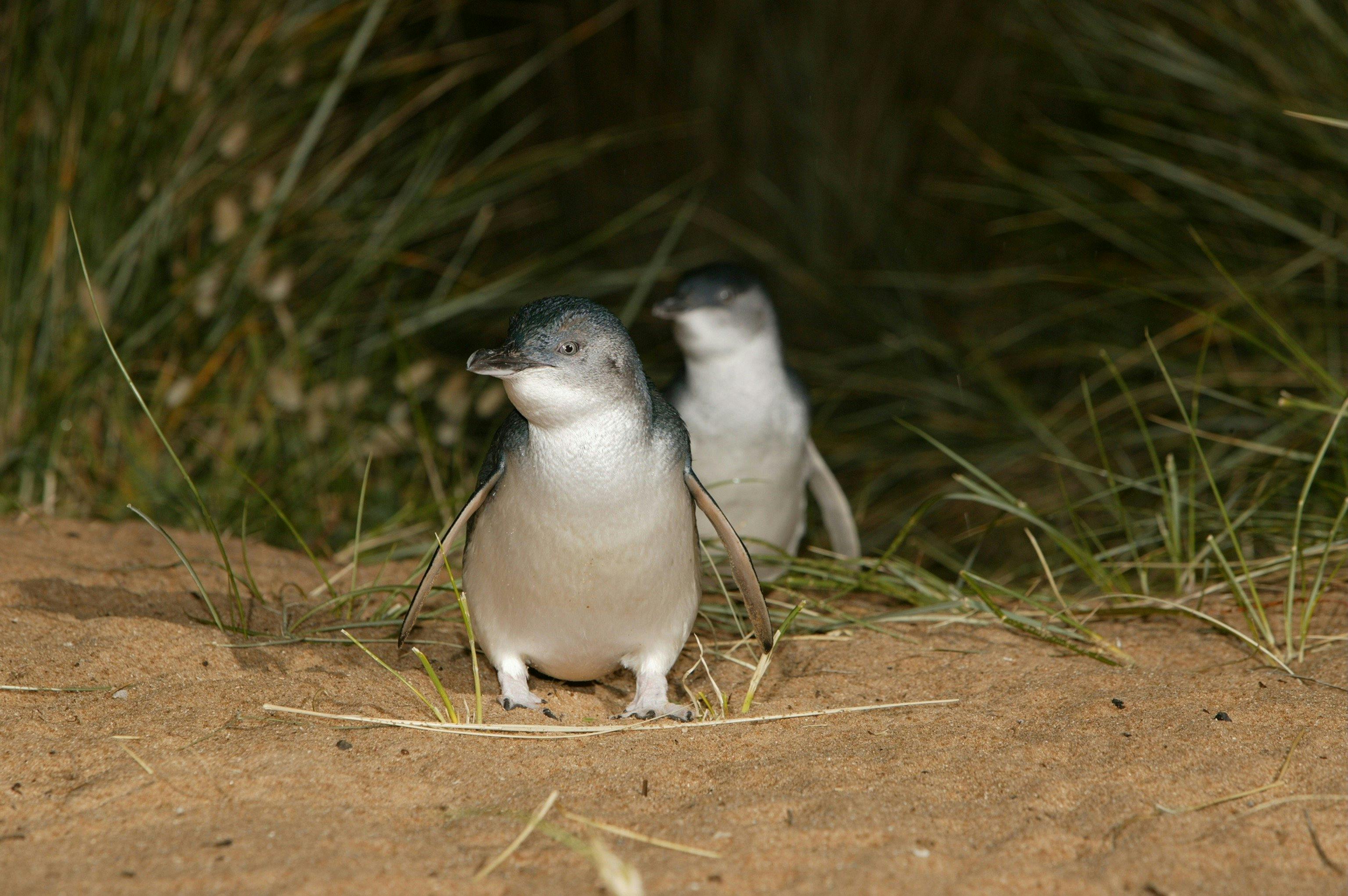 Penguin Parade