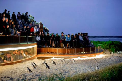 Phillip Island Penguin Parade