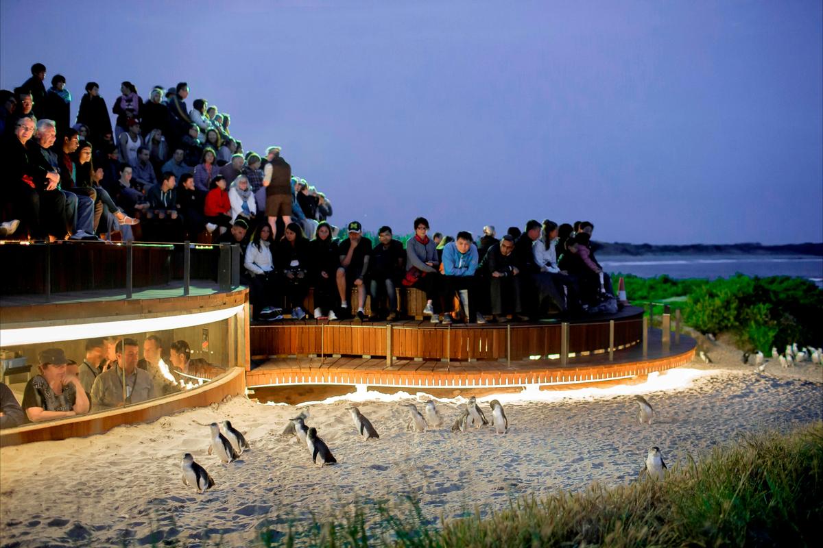 Phillip Island Penguin Parade