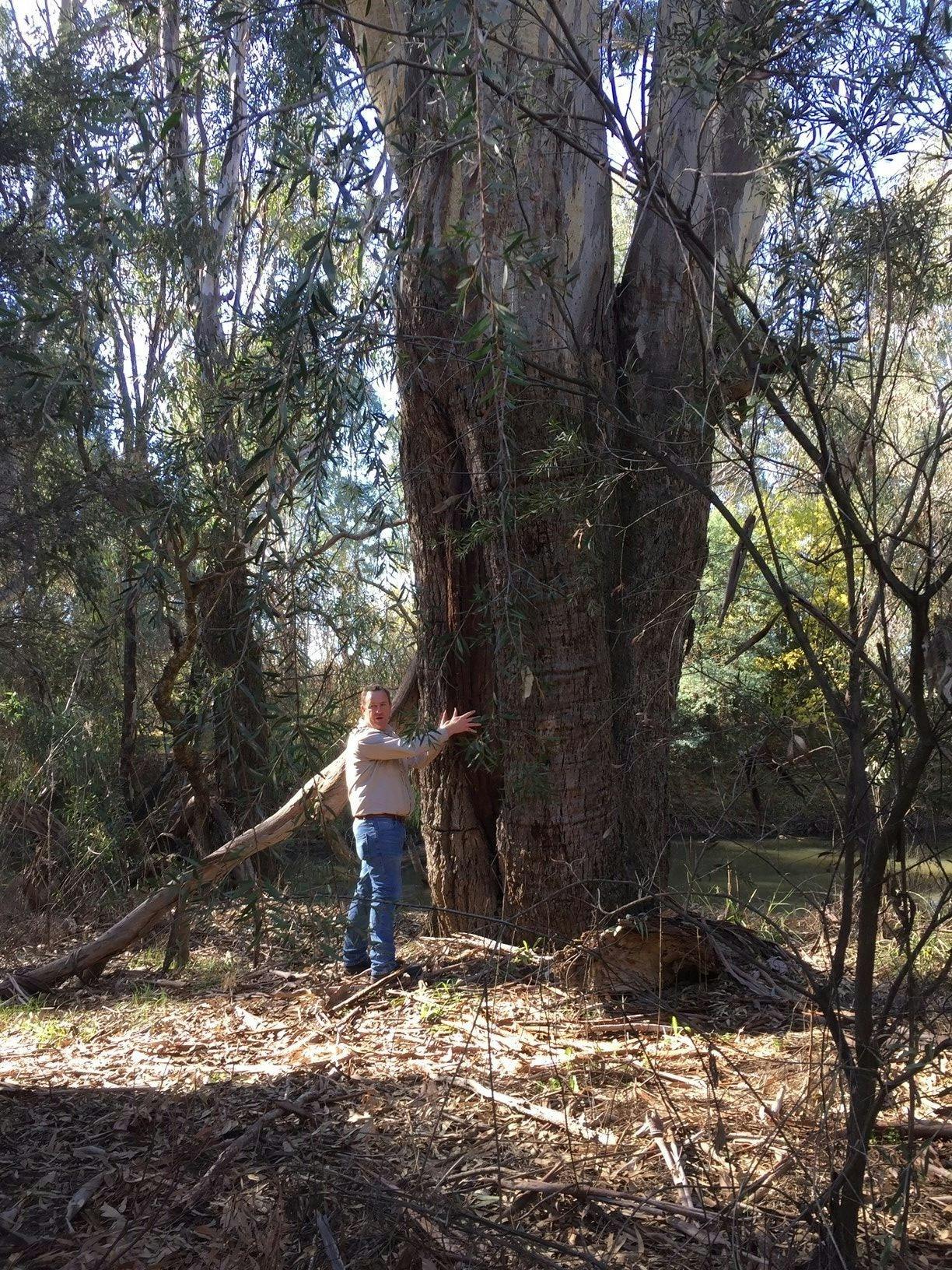 Canoe Tree beside the Ovens River Wangaratta