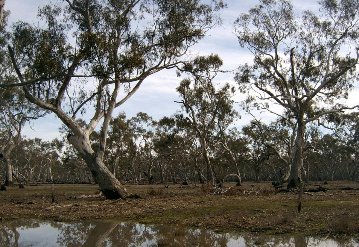 Murchison Rail Trail - Waranga Rail Trail