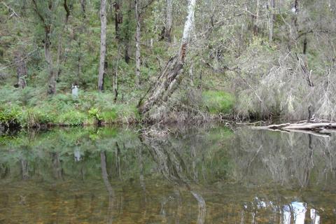 Pineapple Flat Camping Area