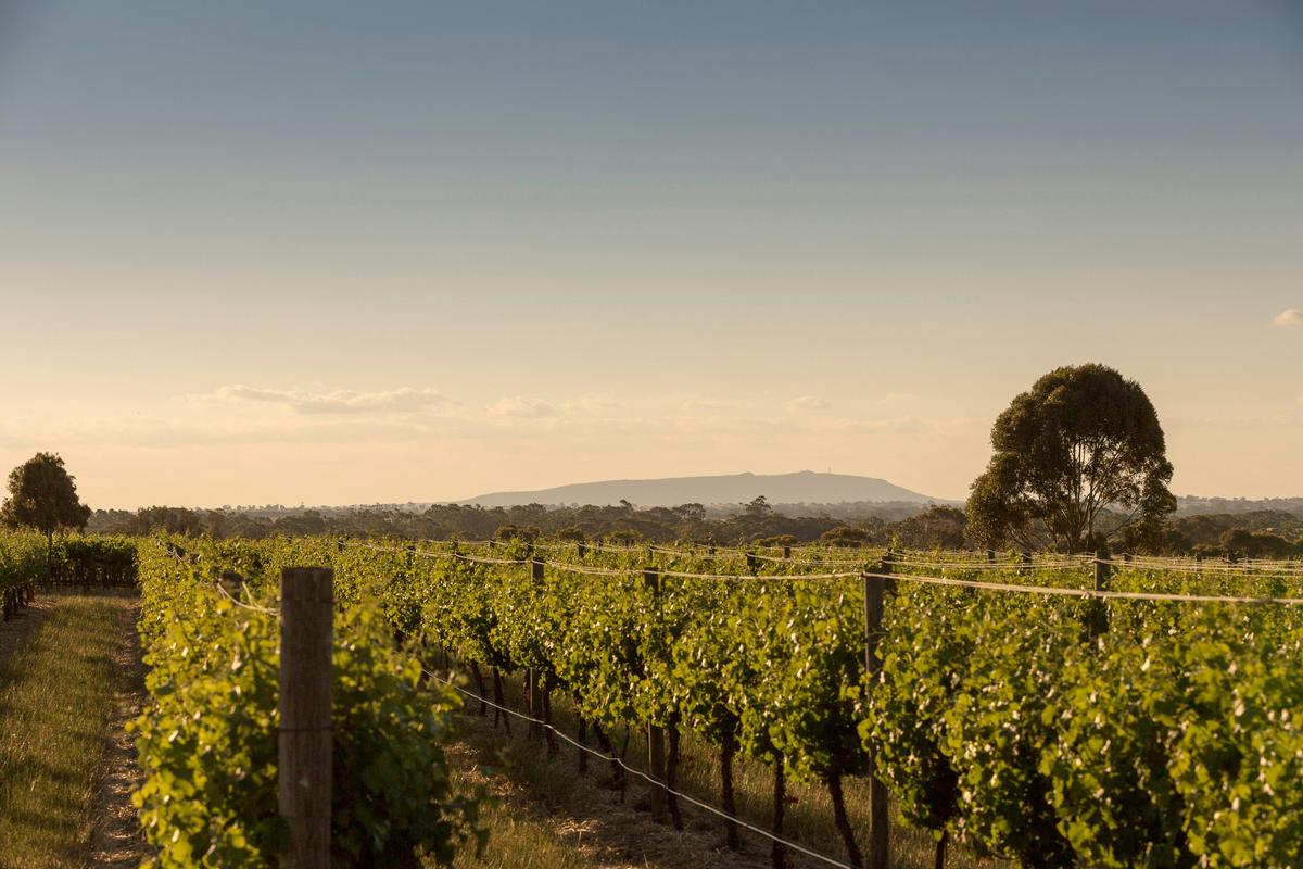 Mount Arapiles in background