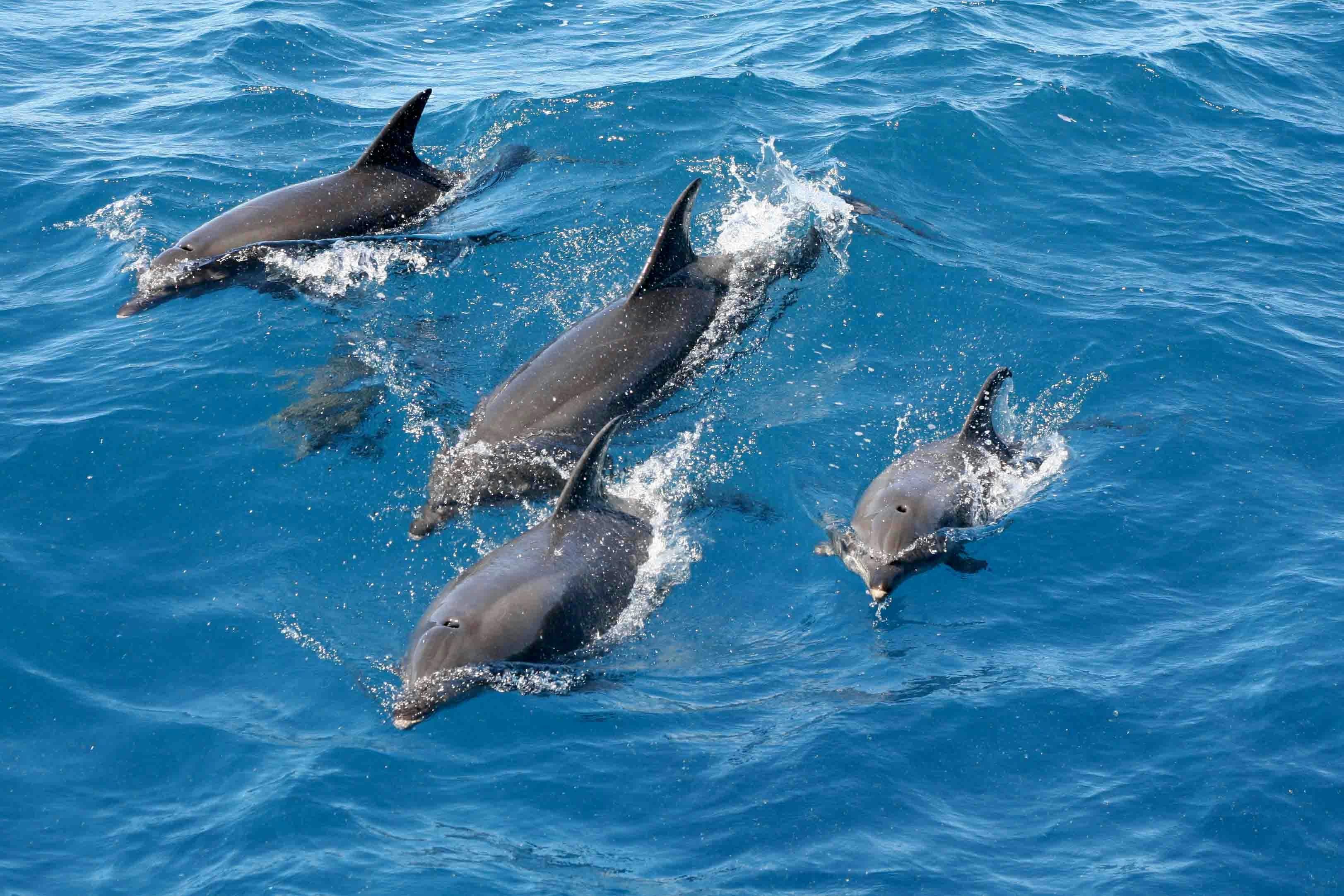 Gippsland Lakes Dolphins