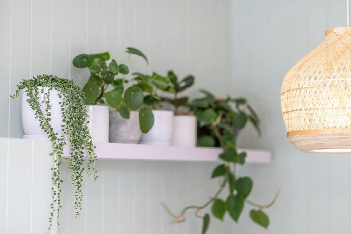 Reception Plants
