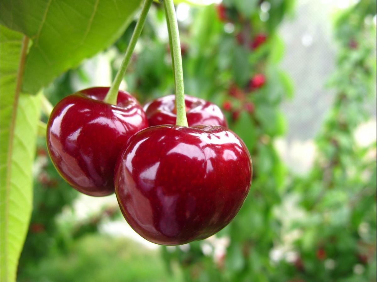 Cherry picking