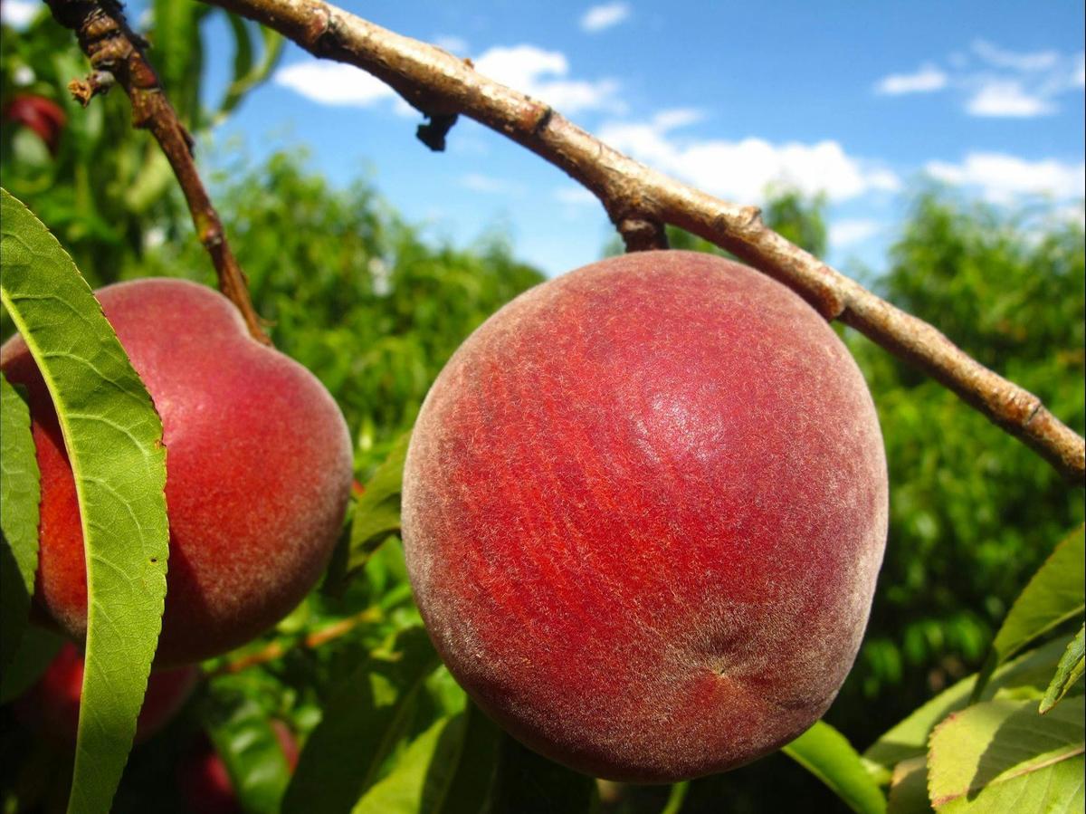 Picking peaches