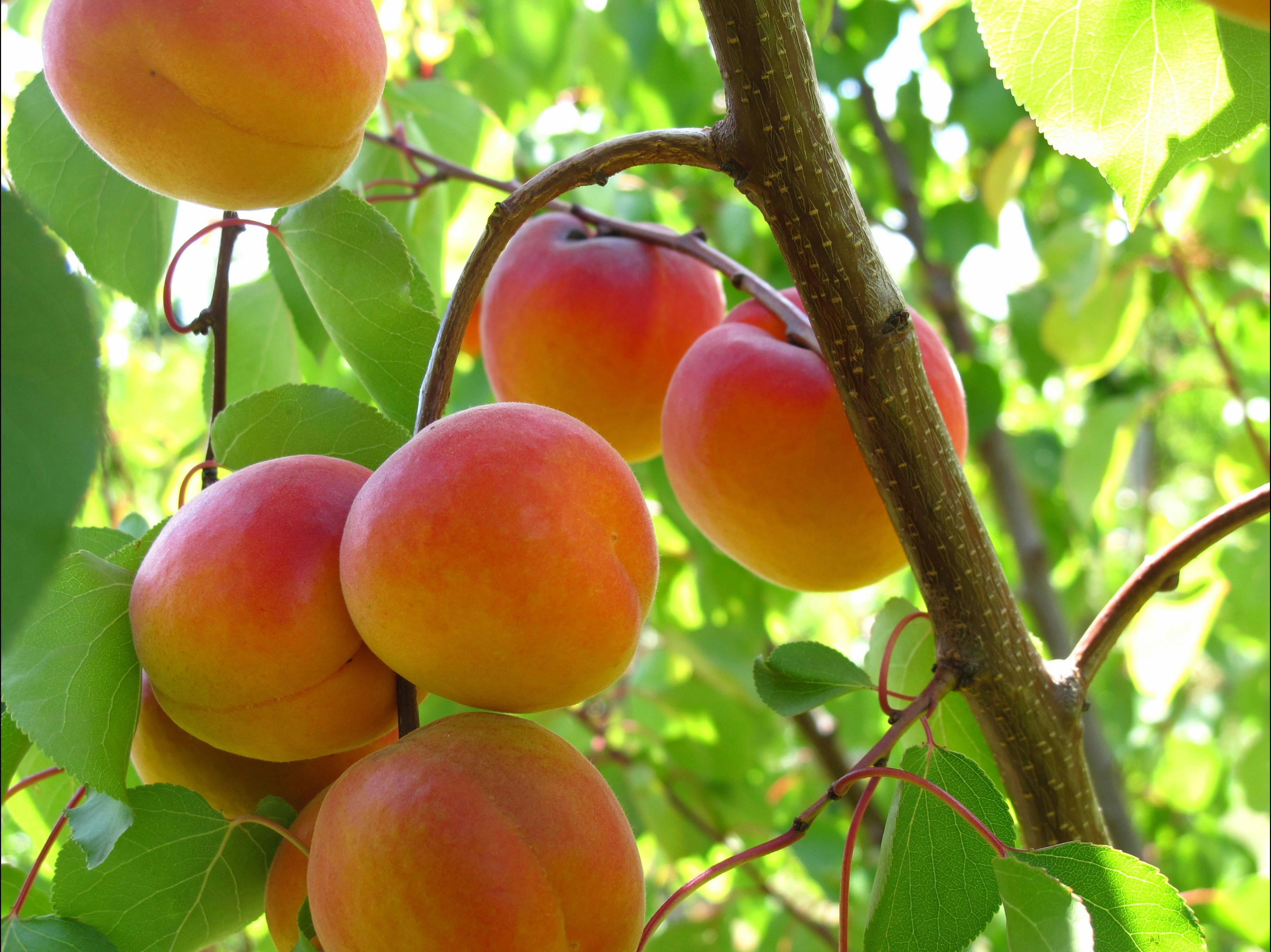 Apricot picking
