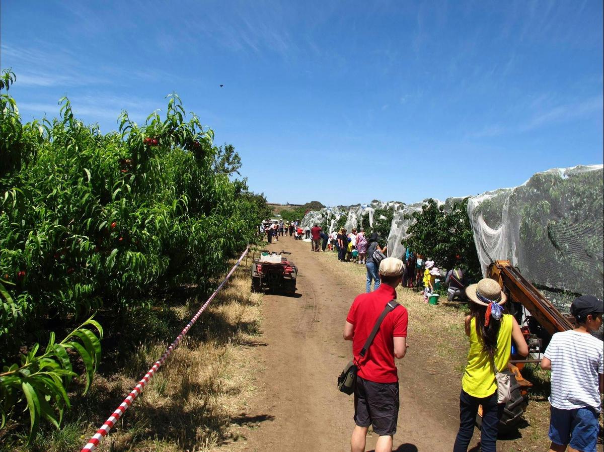Cherry picking