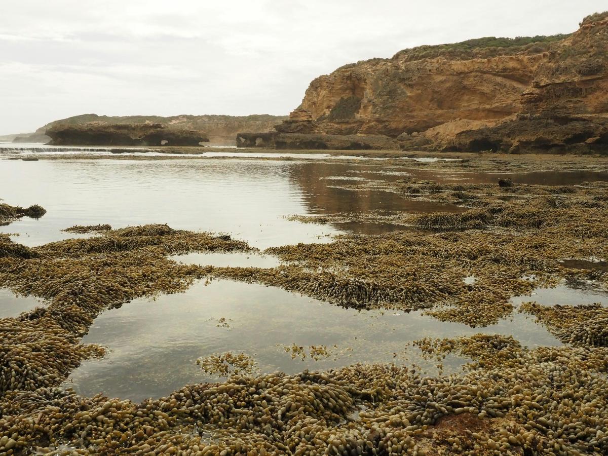 Rock pools Number 16 Beach