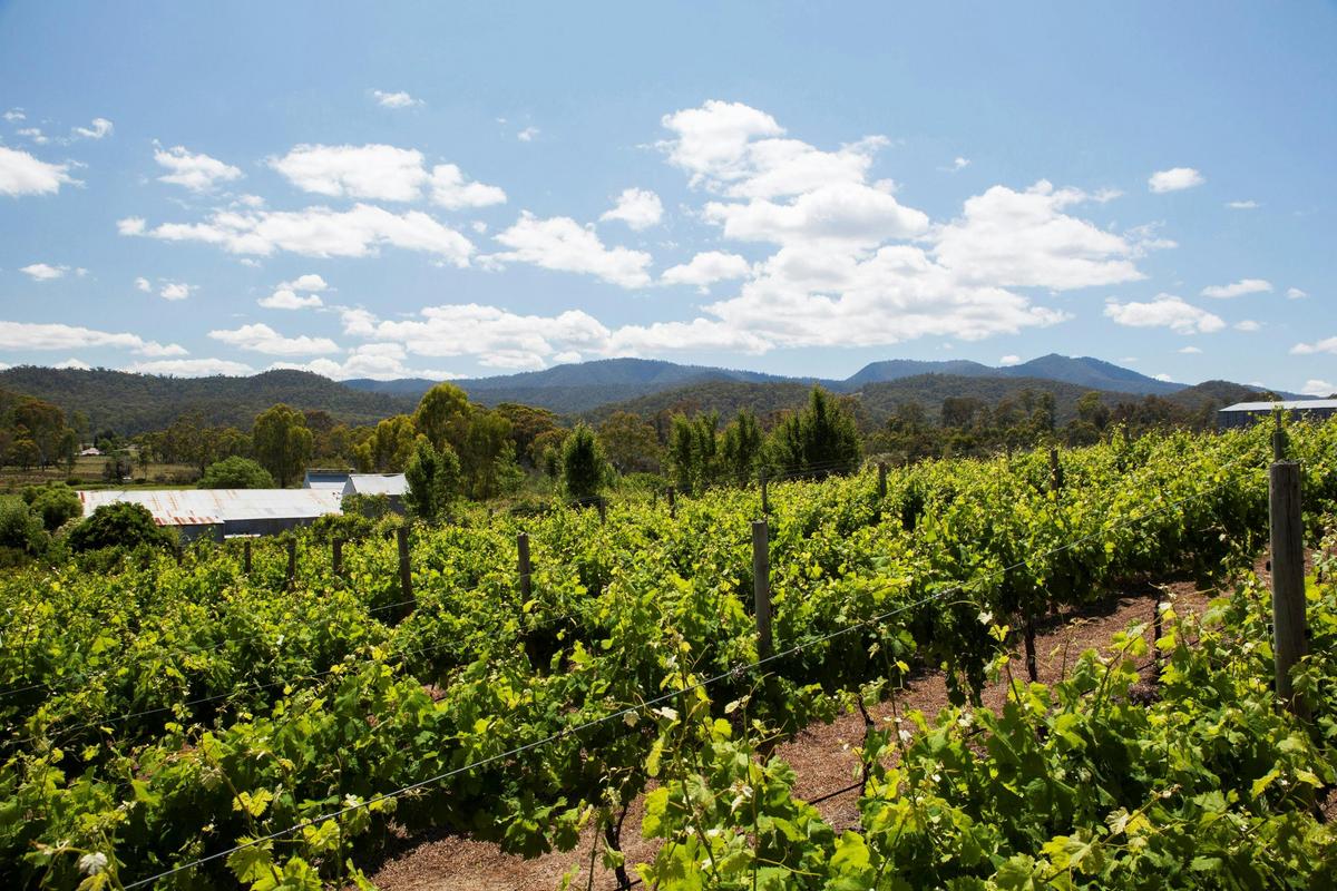 Vineyard views