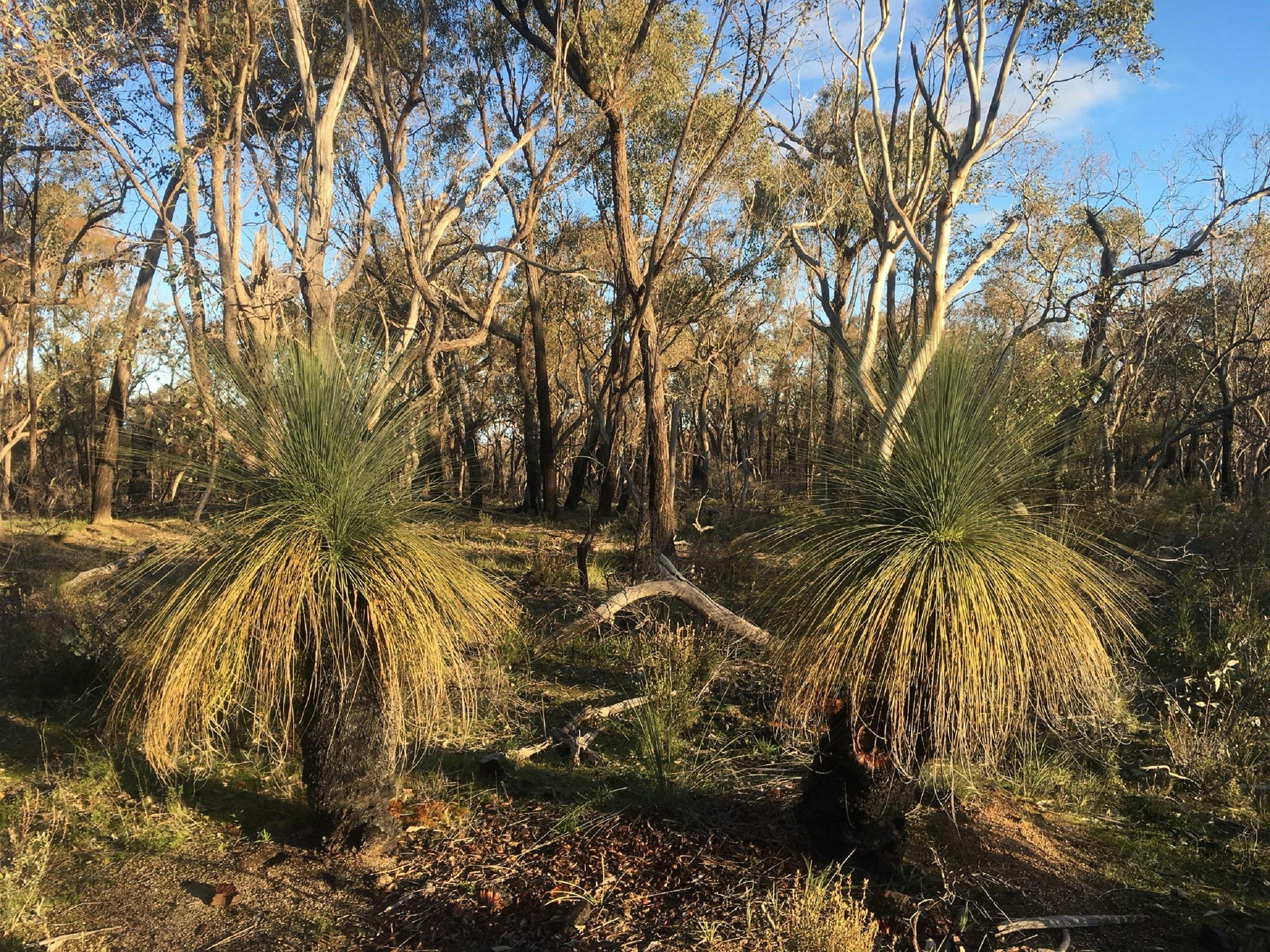 Grass Trees Pangerang lookout walk