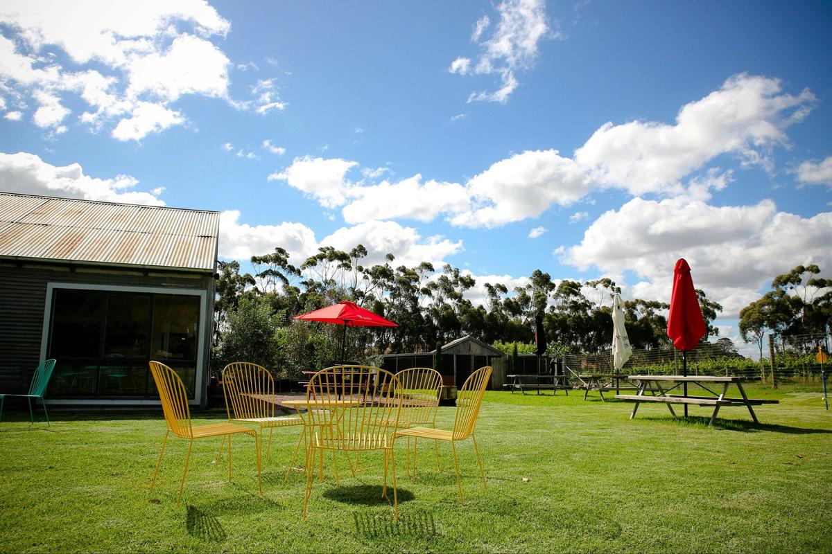 Looking out over the vines from the Cellar Door lawns