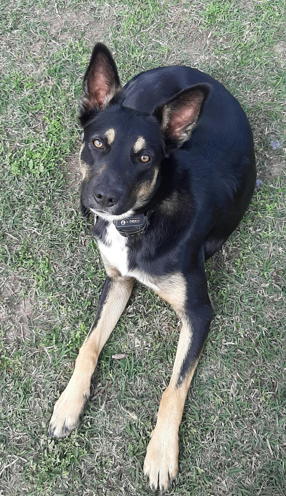 Riley the friendly Kelpie
