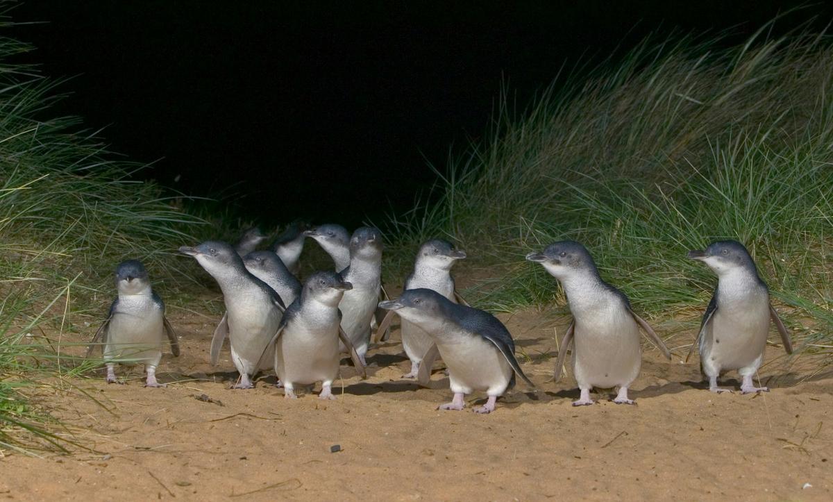Little Penguins