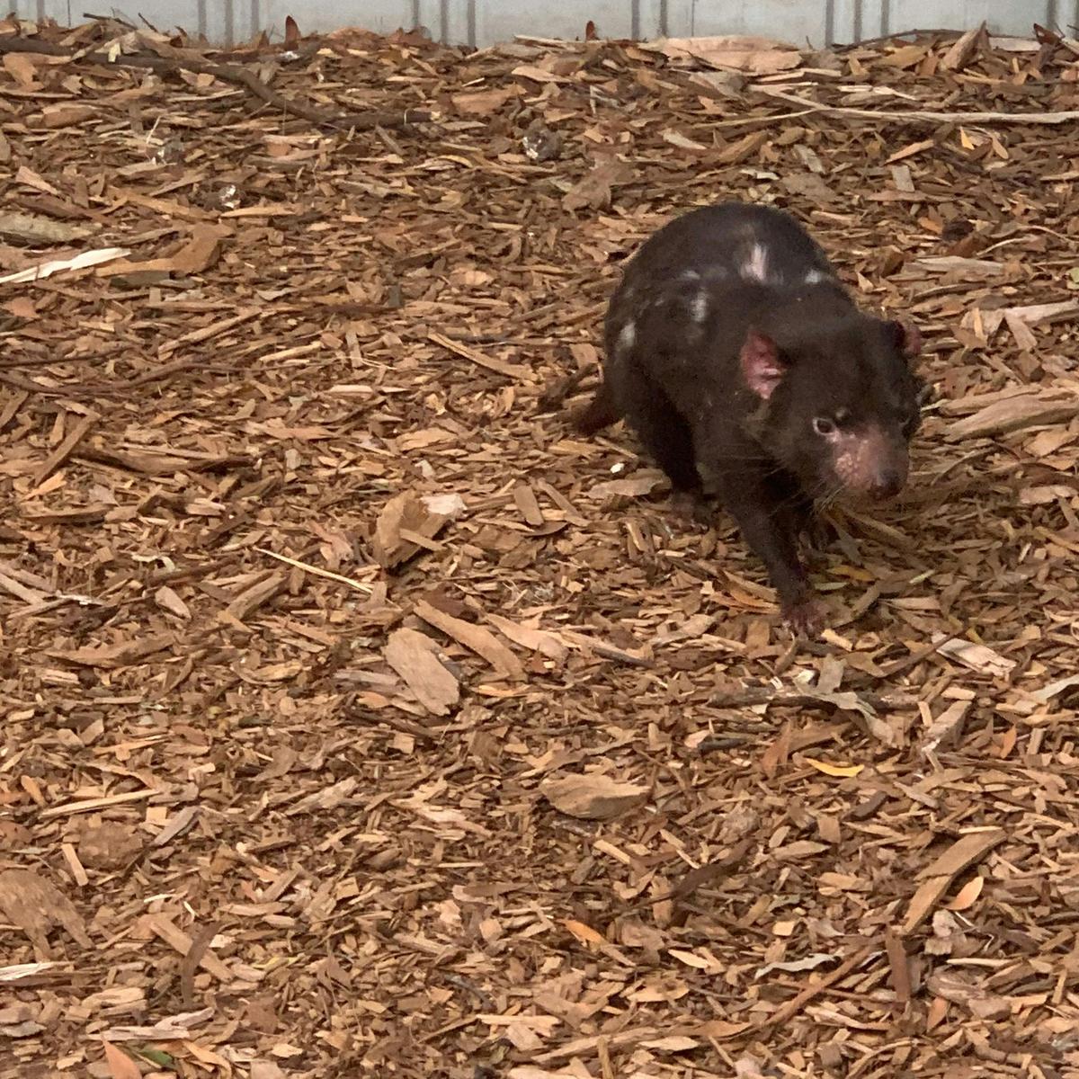 Tasmanian Devil - Moonlit Sanctuary