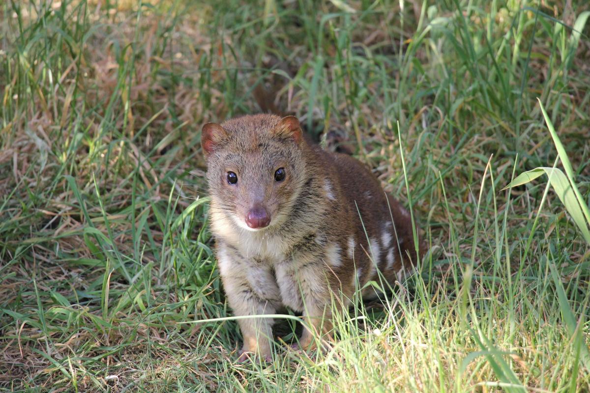 Tiger Quoll