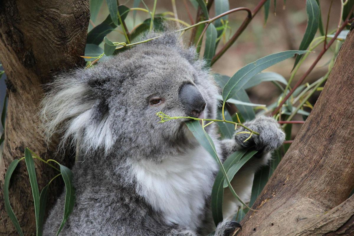 Koalas