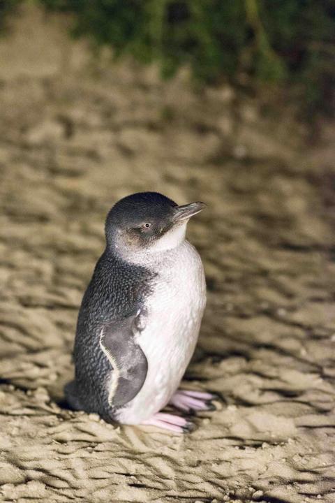 Penguin Parade