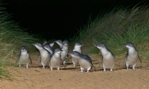 Phillip Island Bus Tour