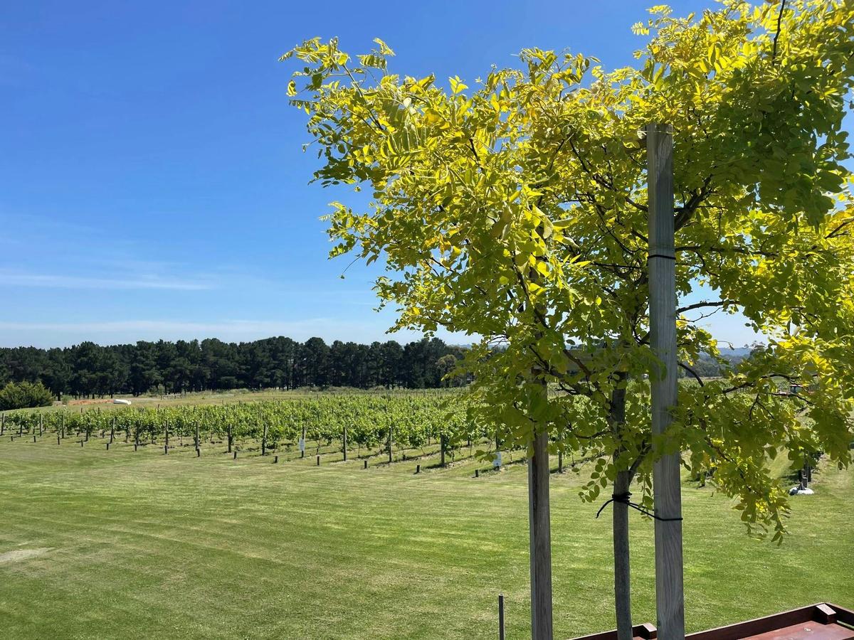 Vineyard DEC 2023