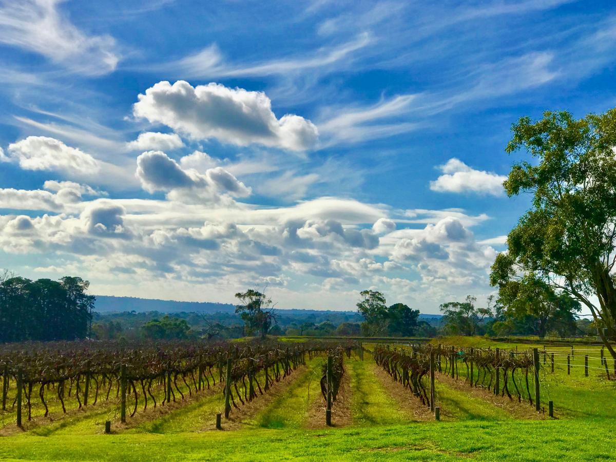 Vineyard winter