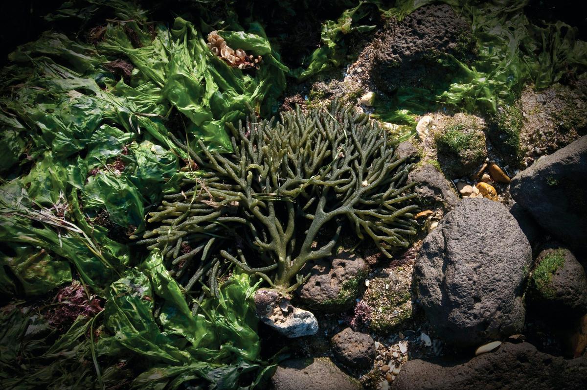 Point Cooke Marine Sanctuary