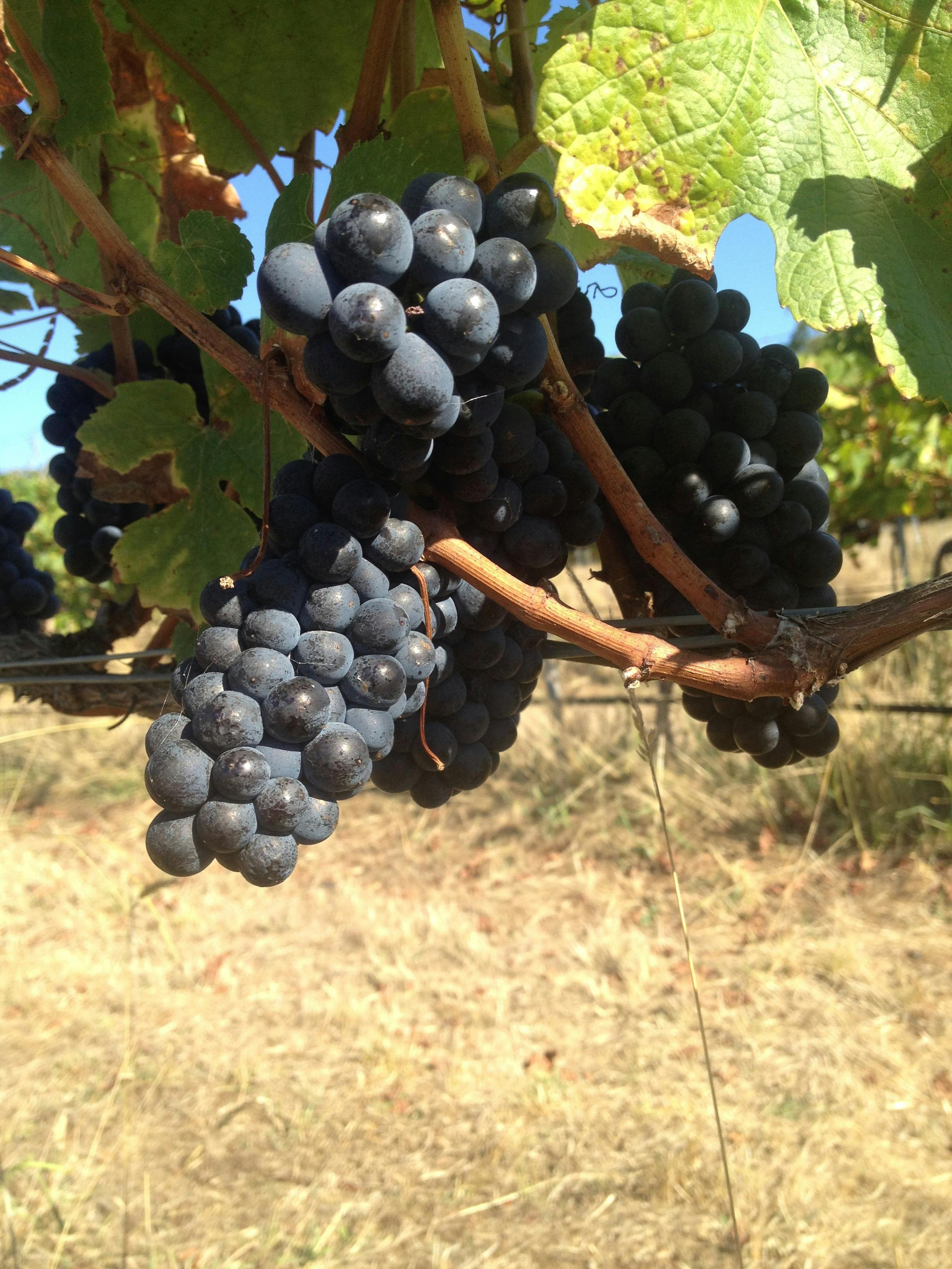 Pinot Noir grapes