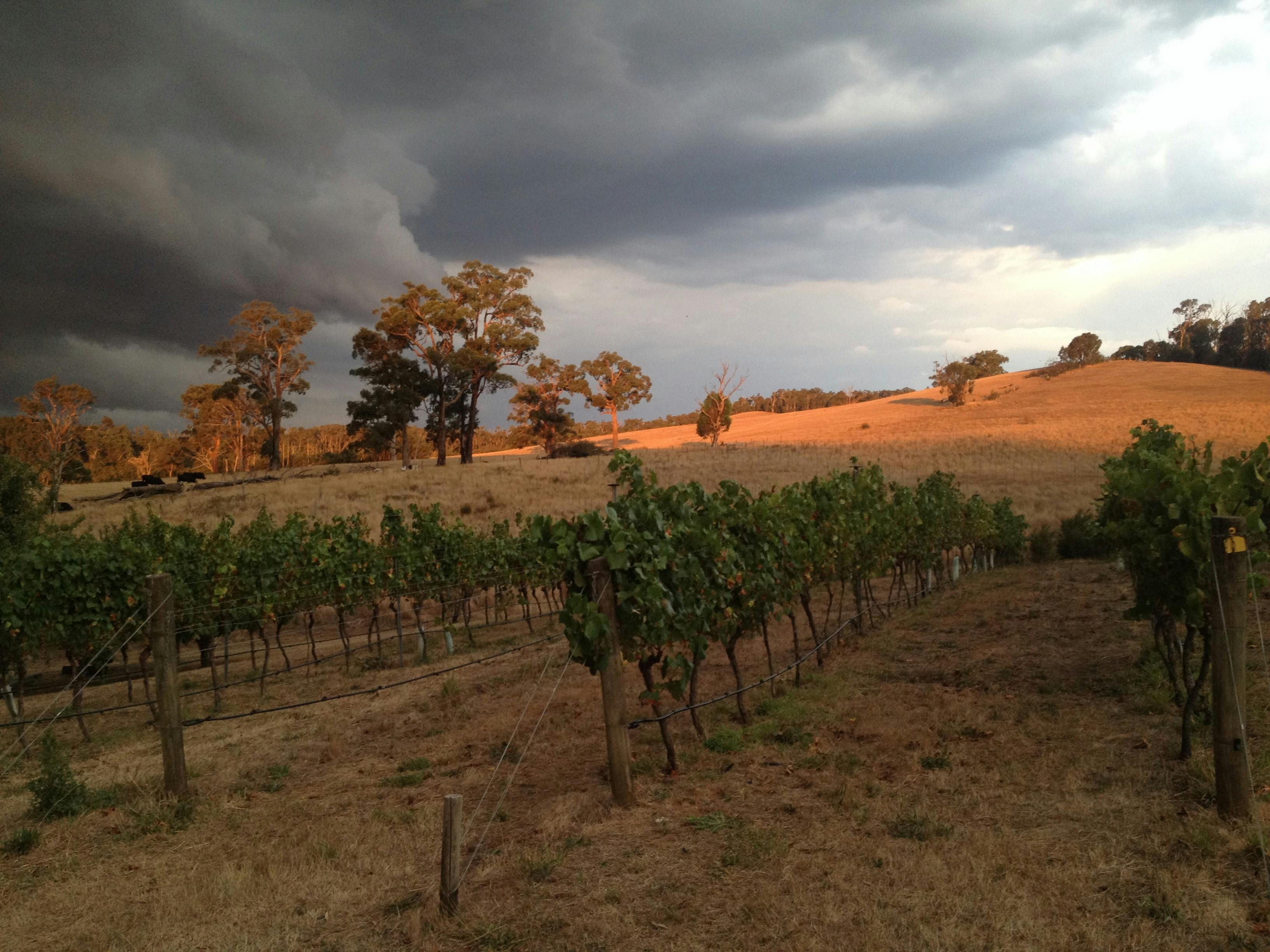 Philip Lobley Wines - handcrafted wines Yea Valley