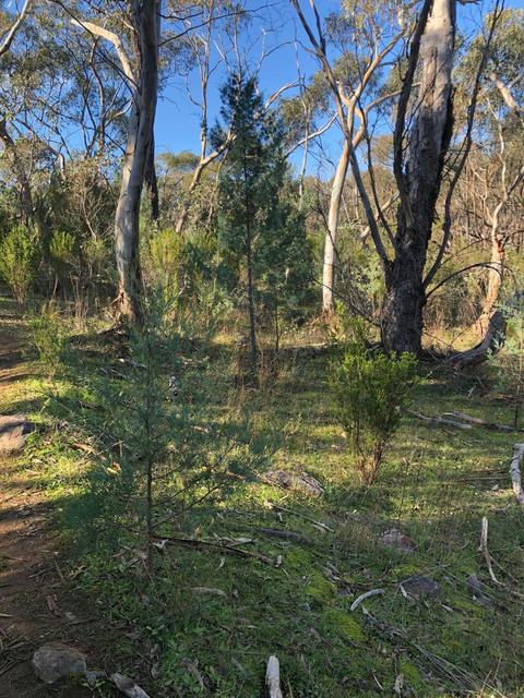 Pine Gully Nature Trail